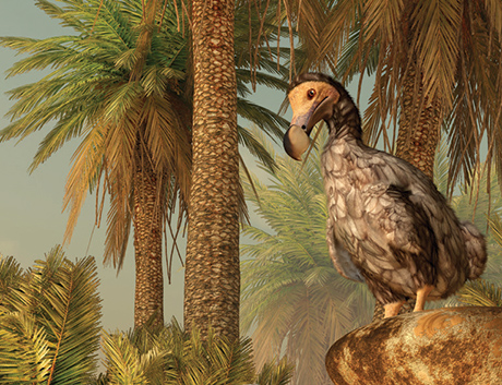 History of the Tambalacoque Tree